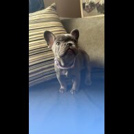 French Bulldog - Both