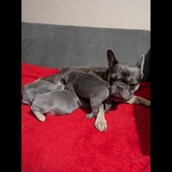 French Bulldog - Both