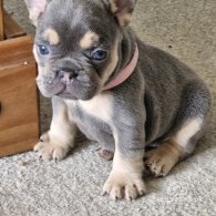 French Bulldog - Both