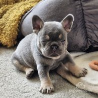 French Bulldog - Both