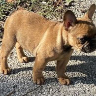 French Bulldog - Bitches