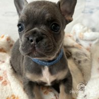 French Bulldog - Dogs