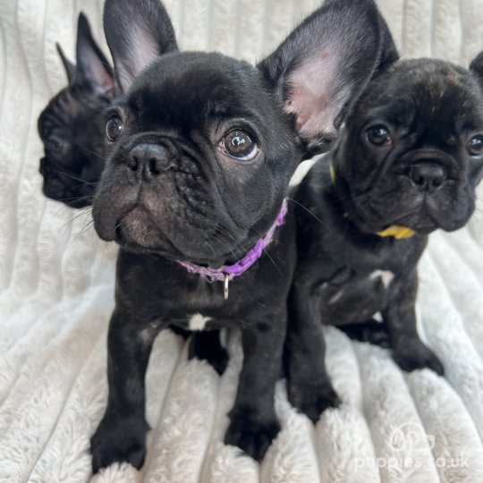 French Bulldog - Both