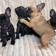 French Bulldog - Both