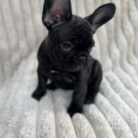 French Bulldog - Both