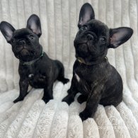 French Bulldog - Both