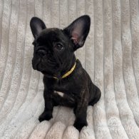 French Bulldog - Both