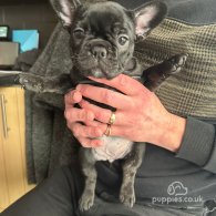 French Bulldog - Both