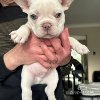 French Bulldog - Both