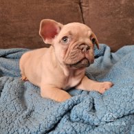 French Bulldog - Dogs