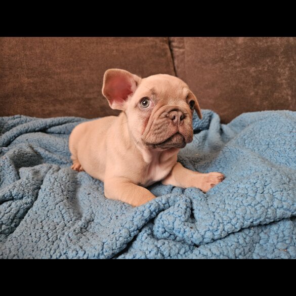 French Bulldog - Dogs