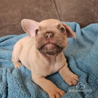 French Bulldog - Dogs