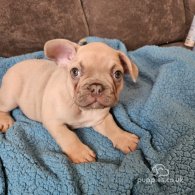 French Bulldog - Dogs