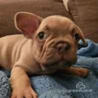 French Bulldog - Dogs