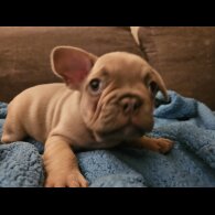 French Bulldog - Dogs