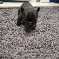 French Bulldog - Bitches