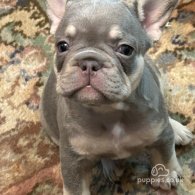 French Bulldog - Bitches