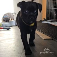 French Bulldog - Both