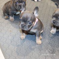 French Bulldog - Both