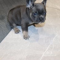 French Bulldog - Both