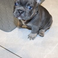 French Bulldog - Both