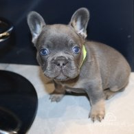 French Bulldog - Both