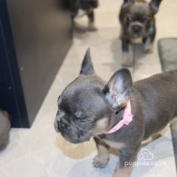 French Bulldog - Both