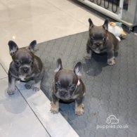 French Bulldog - Both