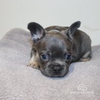 French Bulldog - Both