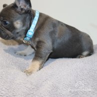 French Bulldog - Both