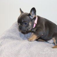 French Bulldog - Both