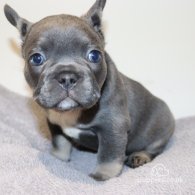 French Bulldog - Both