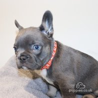 French Bulldog - Both