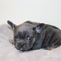 French Bulldog - Both