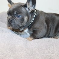 French Bulldog - Both