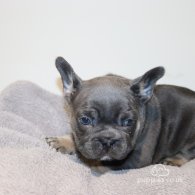 French Bulldog - Both