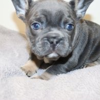 French Bulldog - Both