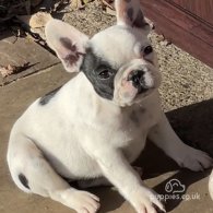 French Bulldog - Dogs