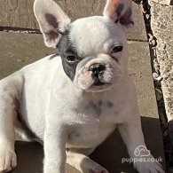 French Bulldog - Dogs