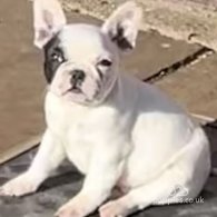 French Bulldog - Dogs