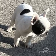 French Bulldog - Dogs