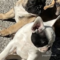 French Bulldog - Dogs