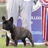 French Bulldog - Dogs