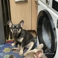 French Bulldog - Both