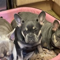 French Bulldog - Both