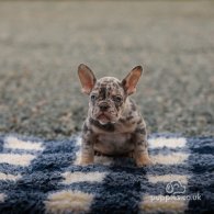 French Bulldog - Both