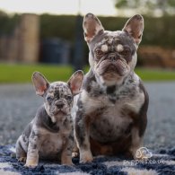 French Bulldog - Both