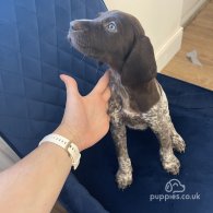 German Pointer - Both