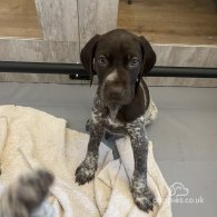 German Pointer - Both