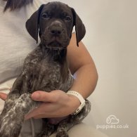 German Pointer - Both